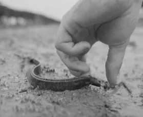 Proteger el medio ambiente: un ostricultor recoge un gancho de plástico de la arena