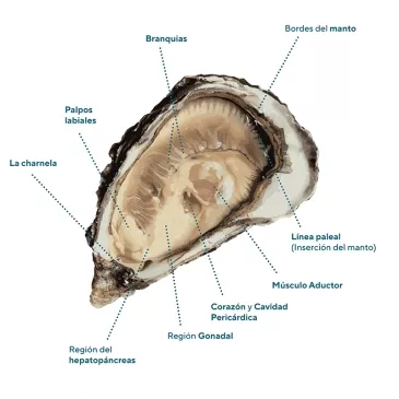 Diagrama de la anatomía de la ostra