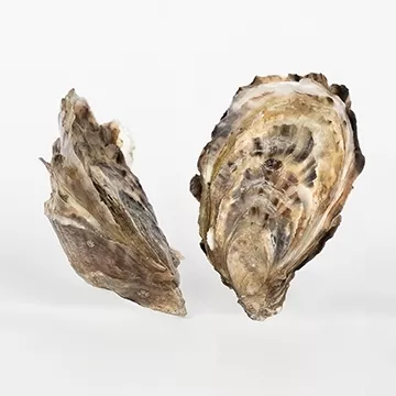 Diploidia versus Triploidia