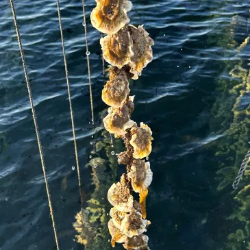 Cultivo de Ostras en Cuerdas en Thau
